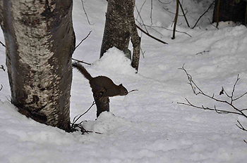 [写真]ウィスラーのリス