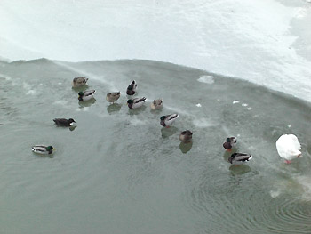 [写真]氷の上で動かない鴨